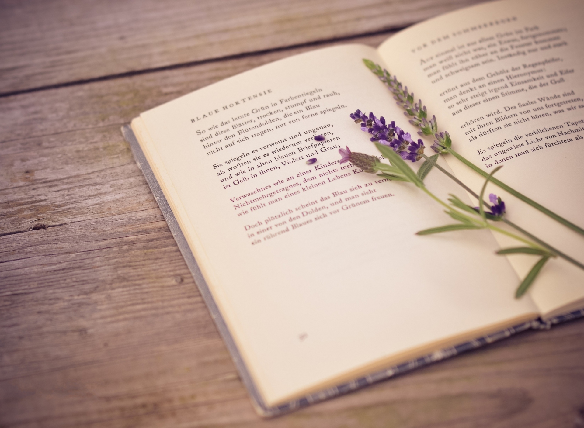 Poetry And Lavender wallpaper 1920x1408