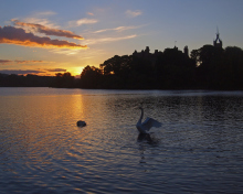 Обои Swan Lake At Sunset 220x176