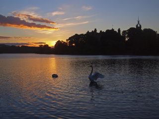 Swan Lake At Sunset wallpaper 320x240