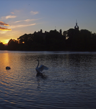 Swan Lake At Sunset - Obrázkek zdarma pro 128x160