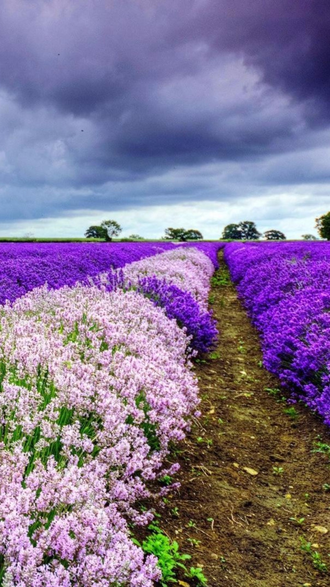 Sfondi Lavender Spring in Provence 1080x1920