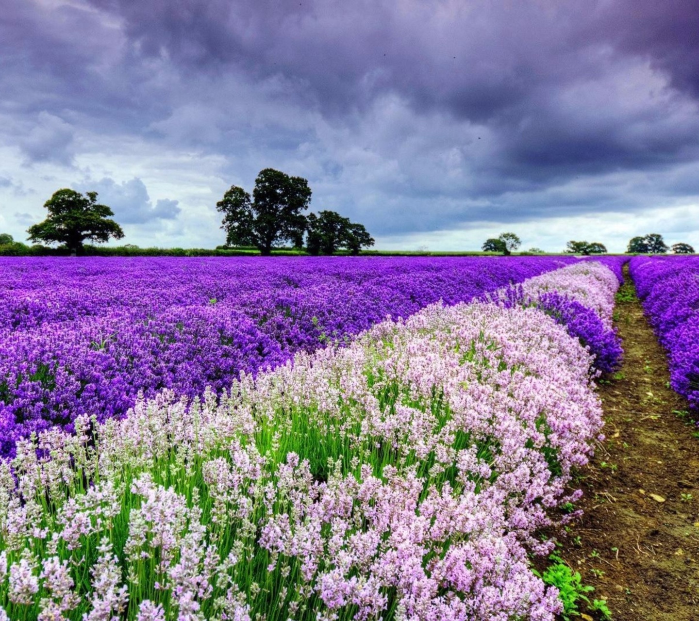 Screenshot №1 pro téma Lavender Spring in Provence 1440x1280
