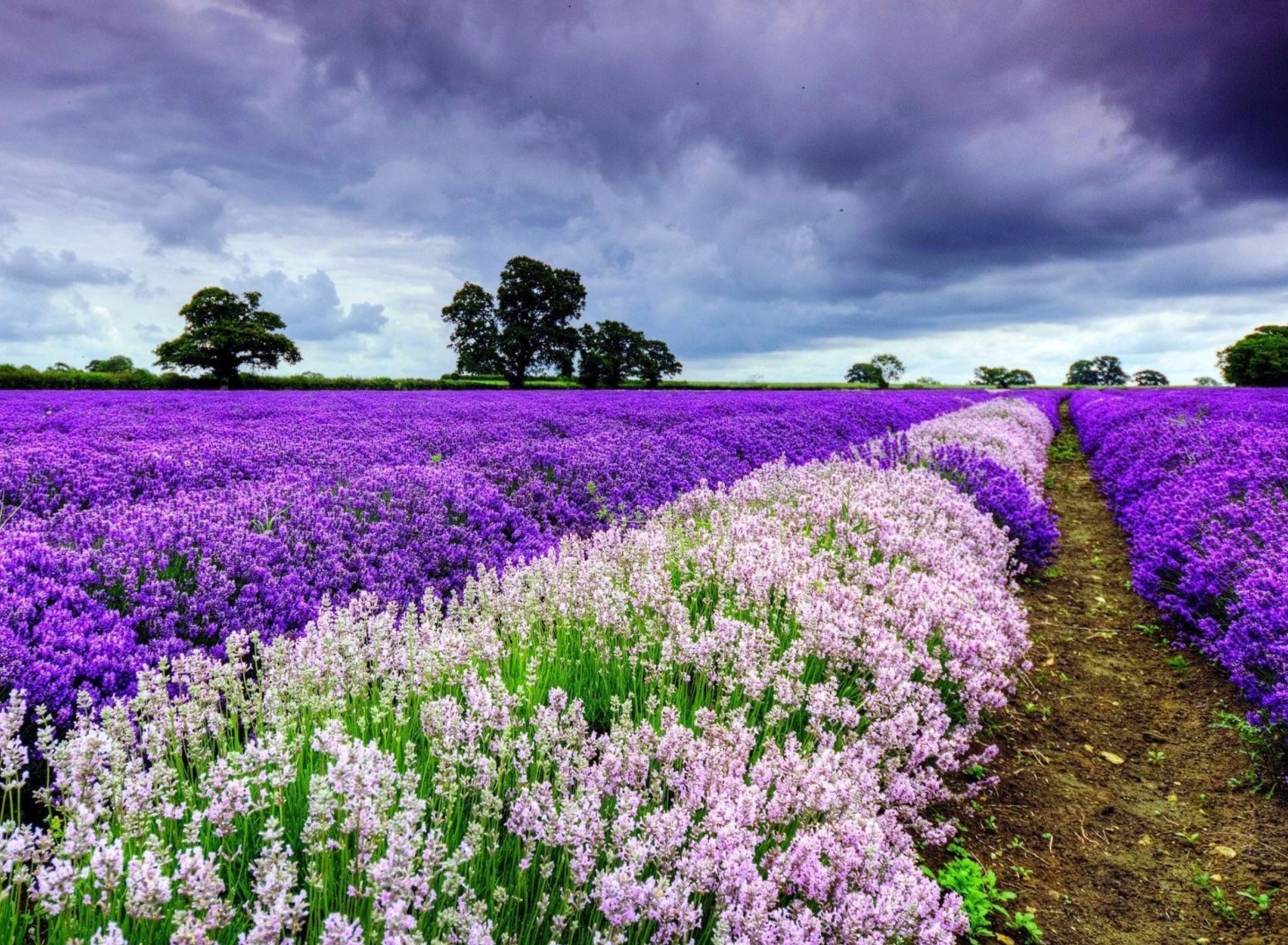 Fondo de pantalla Lavender Spring in Provence 1920x1408