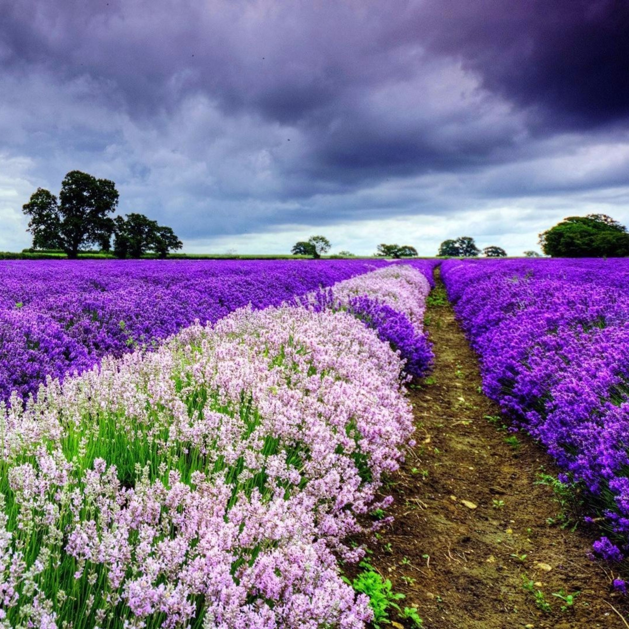 Das Lavender Spring in Provence Wallpaper 2048x2048