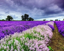 Fondo de pantalla Lavender Spring in Provence 220x176