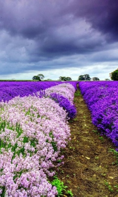 Lavender Spring in Provence wallpaper 240x400