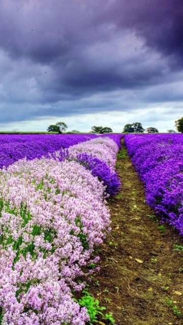 Screenshot №1 pro téma Lavender Spring in Provence 360x640