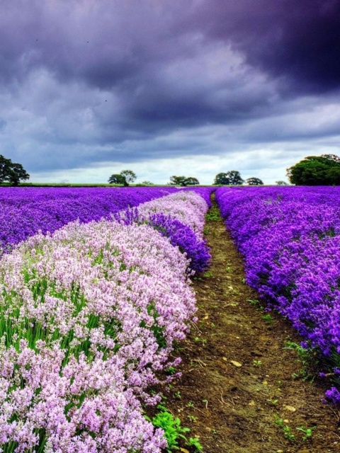 Lavender Spring in Provence wallpaper 480x640