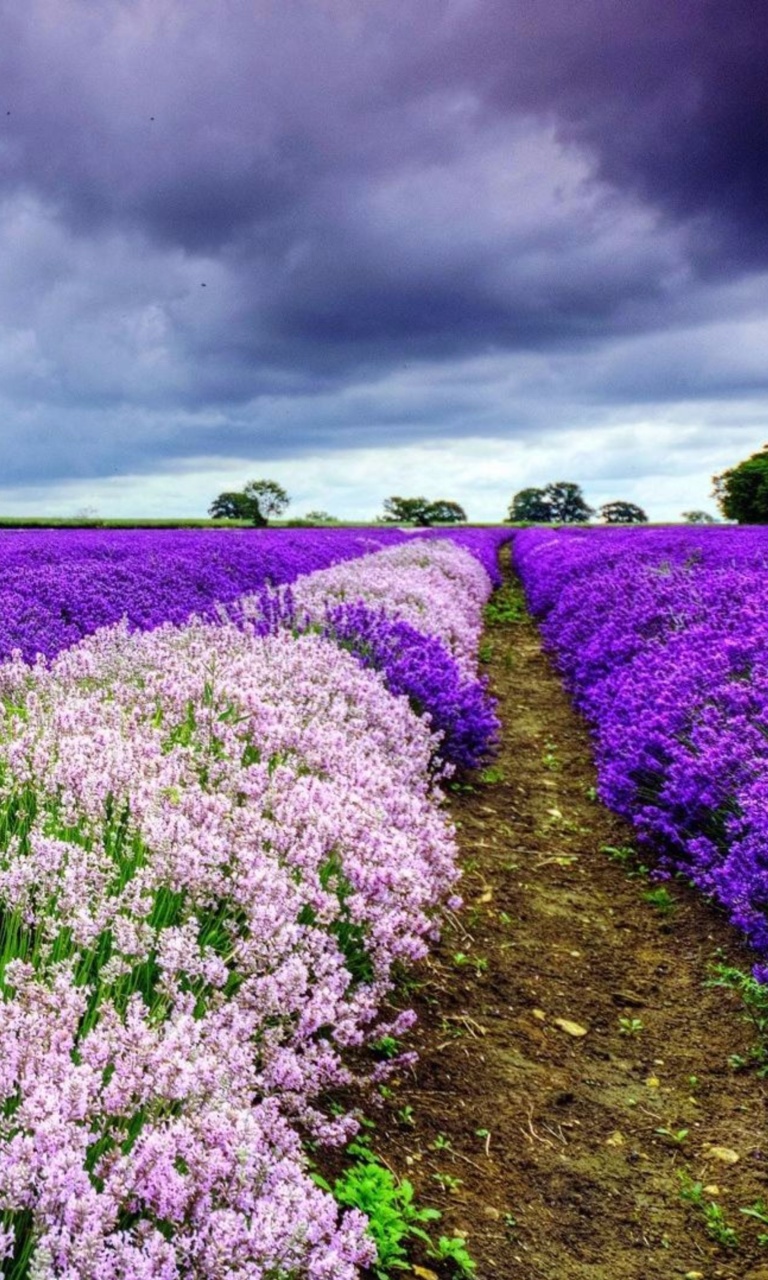 Fondo de pantalla Lavender Spring in Provence 768x1280