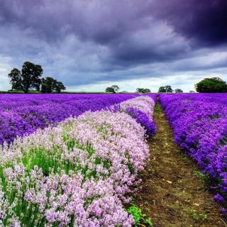 Kostenloses Lavender Spring in Provence Wallpaper für 2048x2048