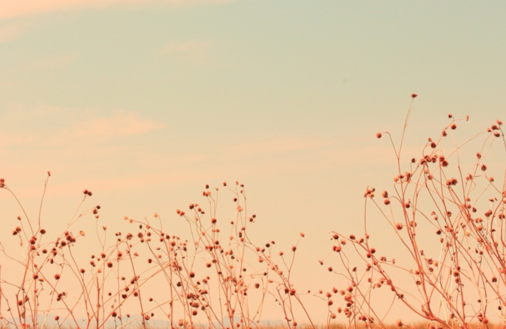 Fondo de pantalla Antelope Island