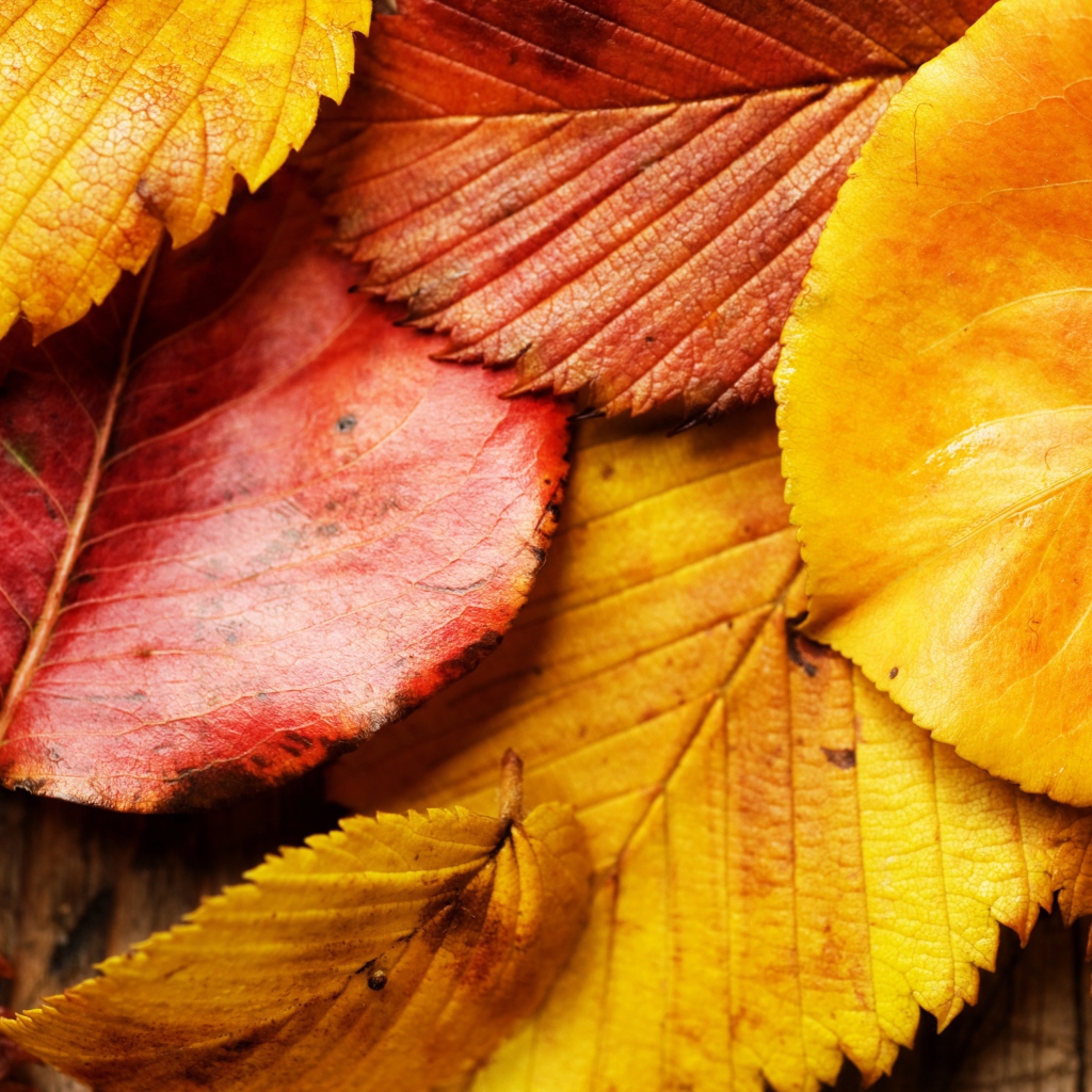 Das Beautiful Autumn Leaves Wallpaper 1024x1024
