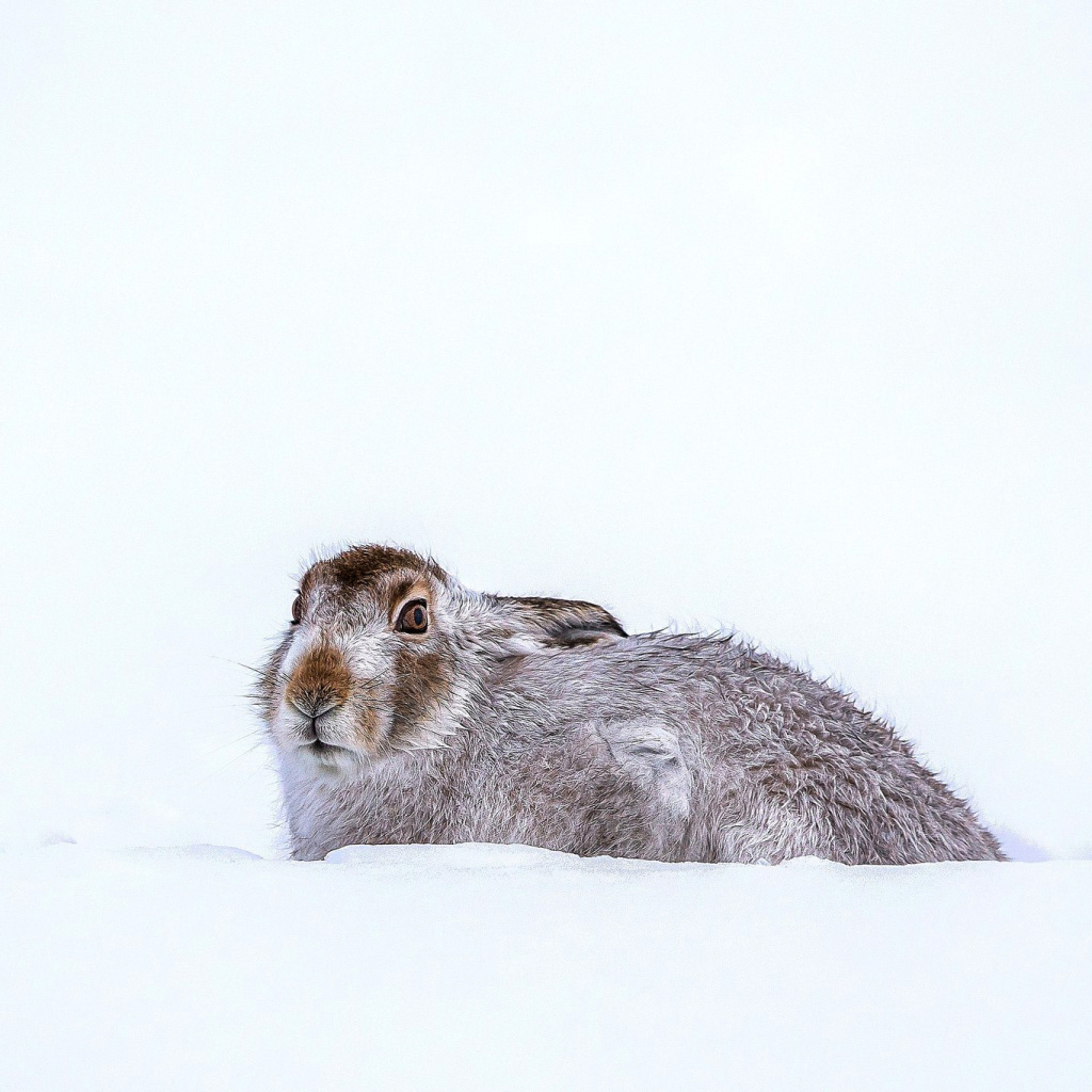 Rabbit in Snow wallpaper 1024x1024