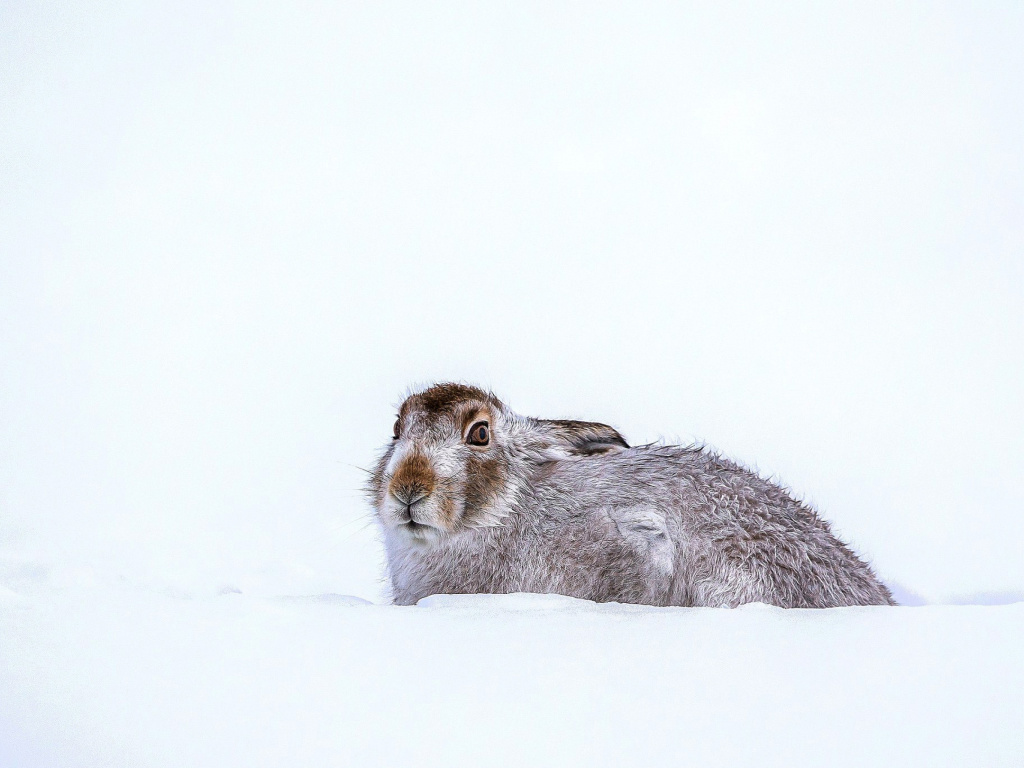 Rabbit in Snow wallpaper 1024x768