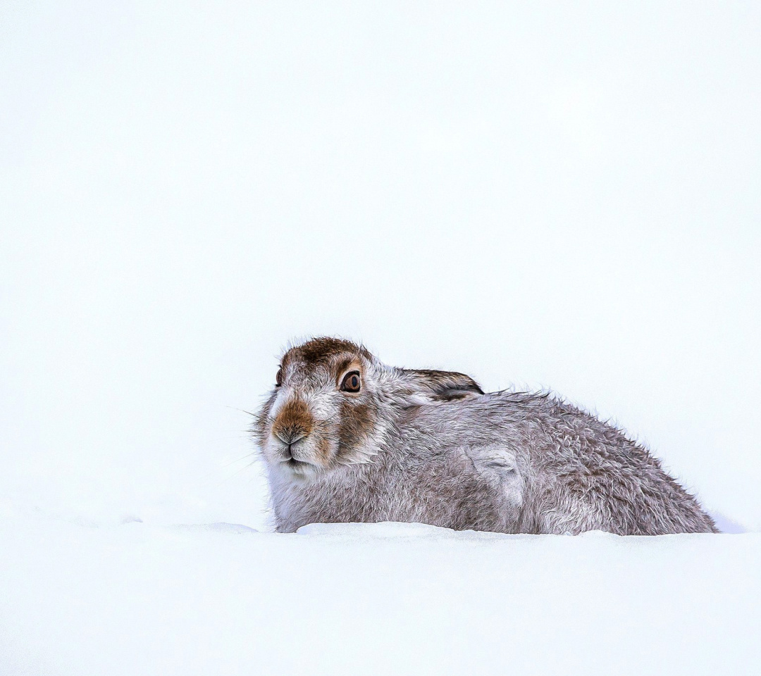 Rabbit in Snow wallpaper 1080x960