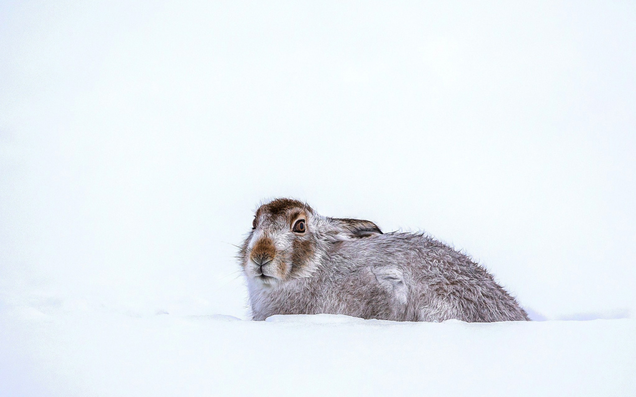 Sfondi Rabbit in Snow 1280x800