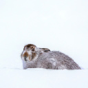 Fondo de pantalla Rabbit in Snow 128x128