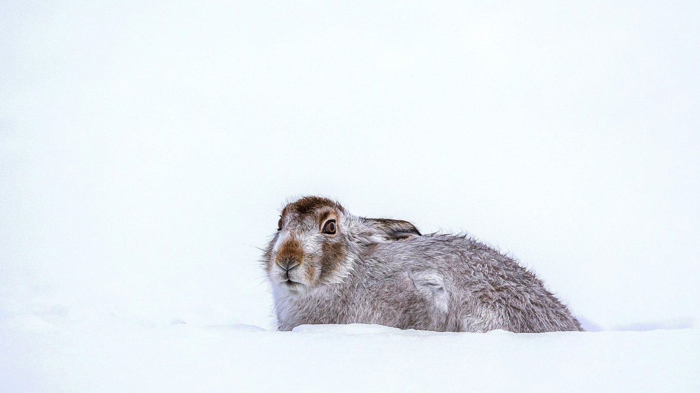 Обои Rabbit in Snow 1366x768