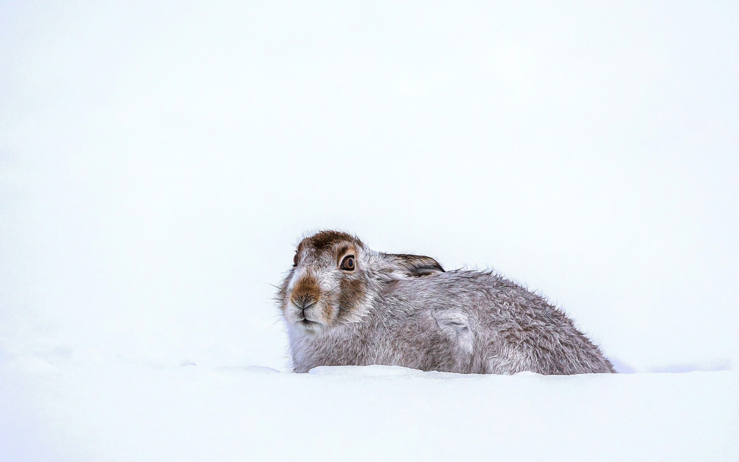 Rabbit in Snow screenshot #1 1440x900