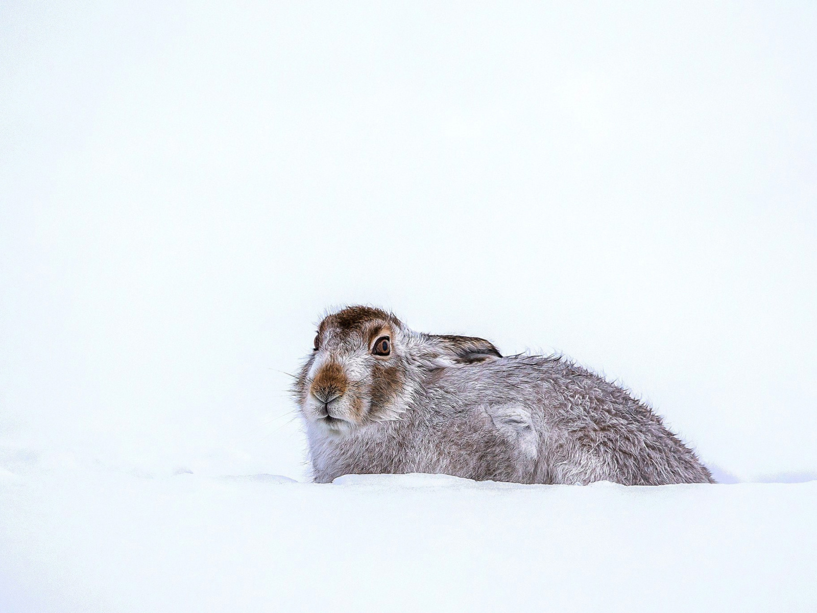 Fondo de pantalla Rabbit in Snow 1600x1200
