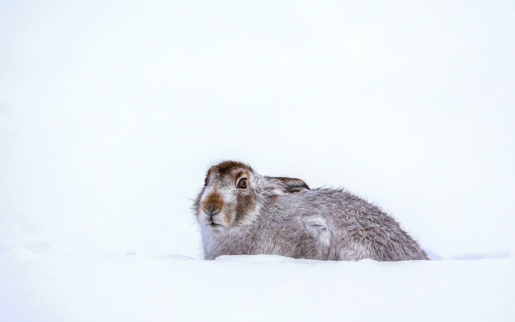 Das Rabbit in Snow Wallpaper 1680x1050