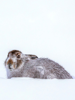 Rabbit in Snow wallpaper 240x320