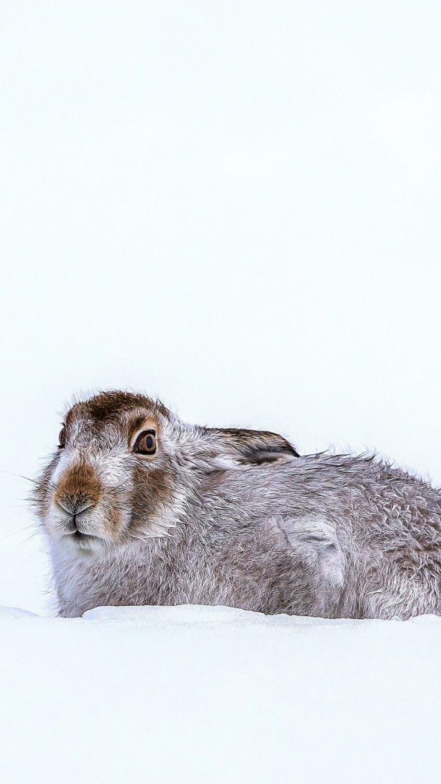 Rabbit in Snow wallpaper 640x1136