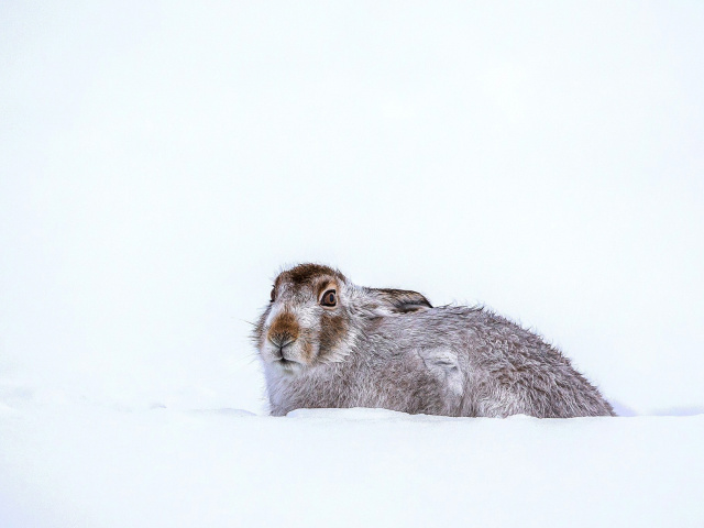 Rabbit in Snow wallpaper 640x480