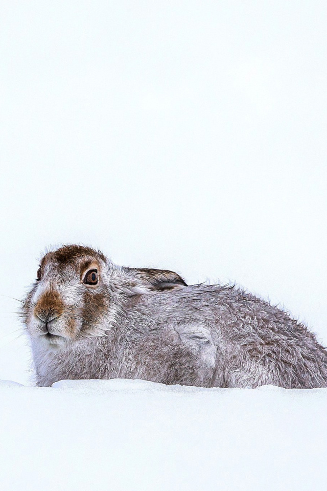 Das Rabbit in Snow Wallpaper 640x960