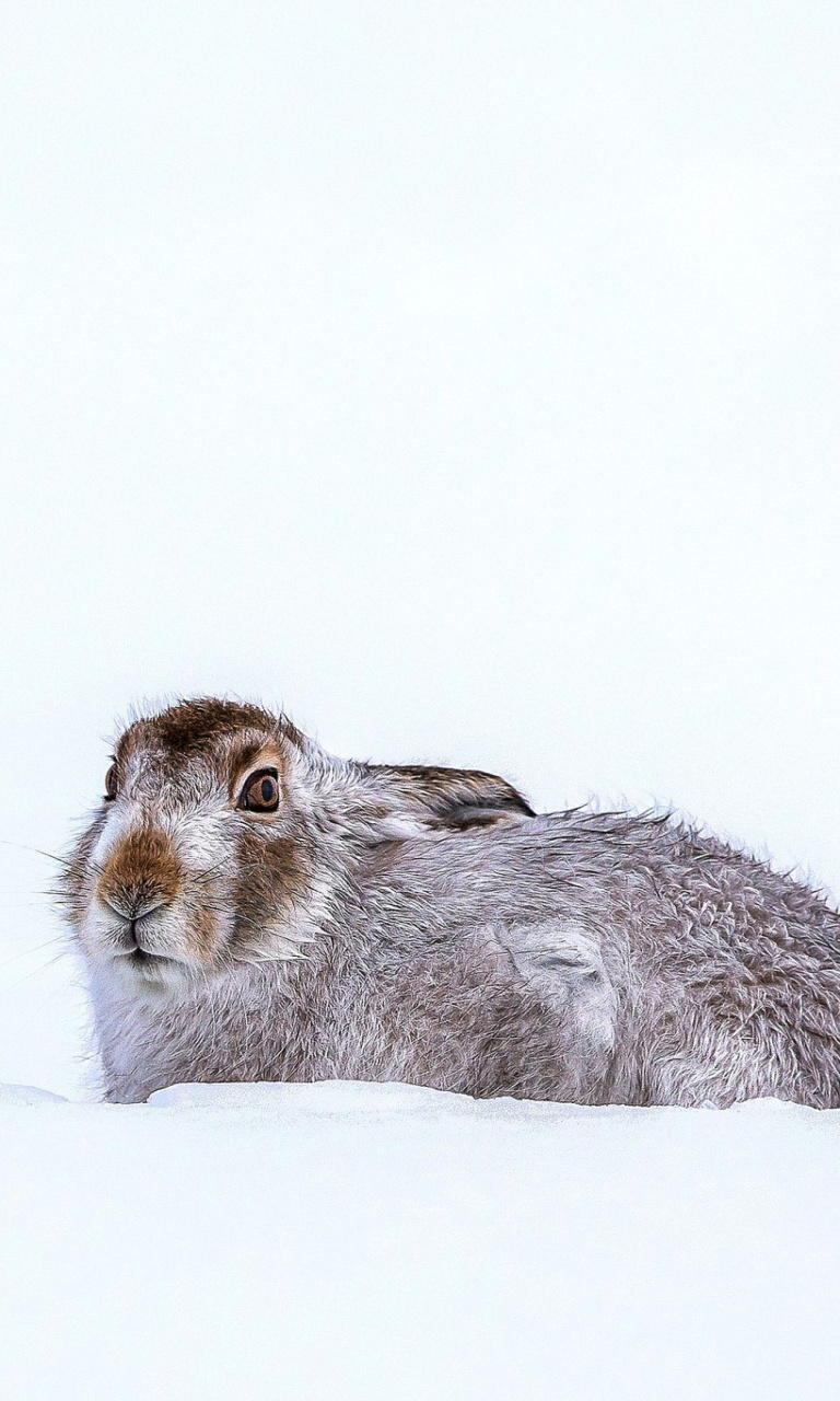 Rabbit in Snow wallpaper 768x1280
