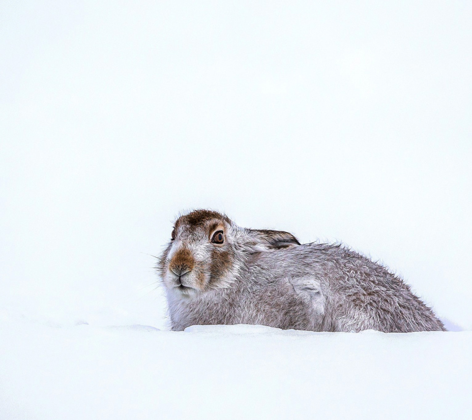 Das Rabbit in Snow Wallpaper 960x854