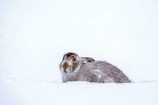Rabbit in Snow Background for Android, iPhone and iPad