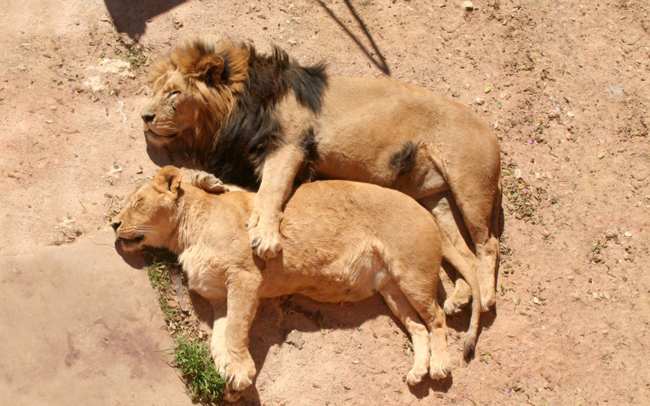 Lion Couple wallpaper 1280x800