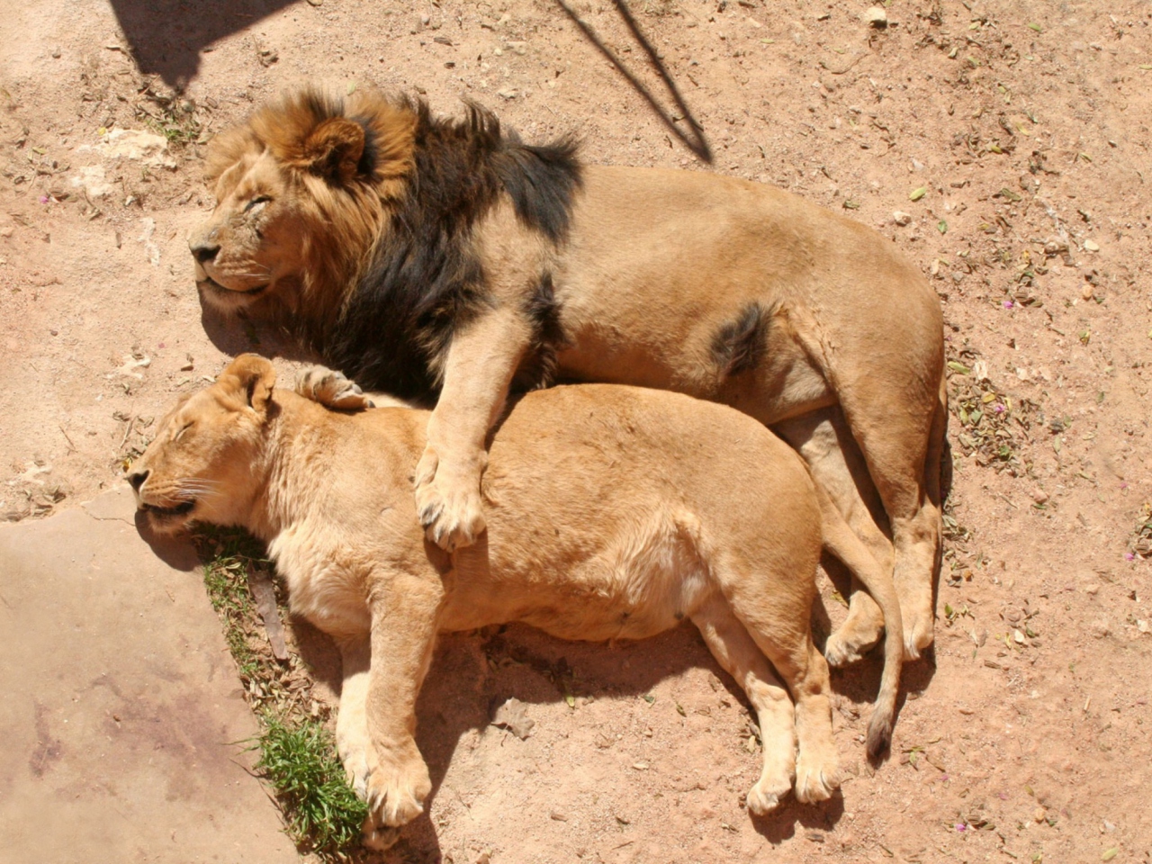 Обои Lion Couple 1280x960