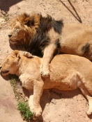 Sfondi Lion Couple 132x176