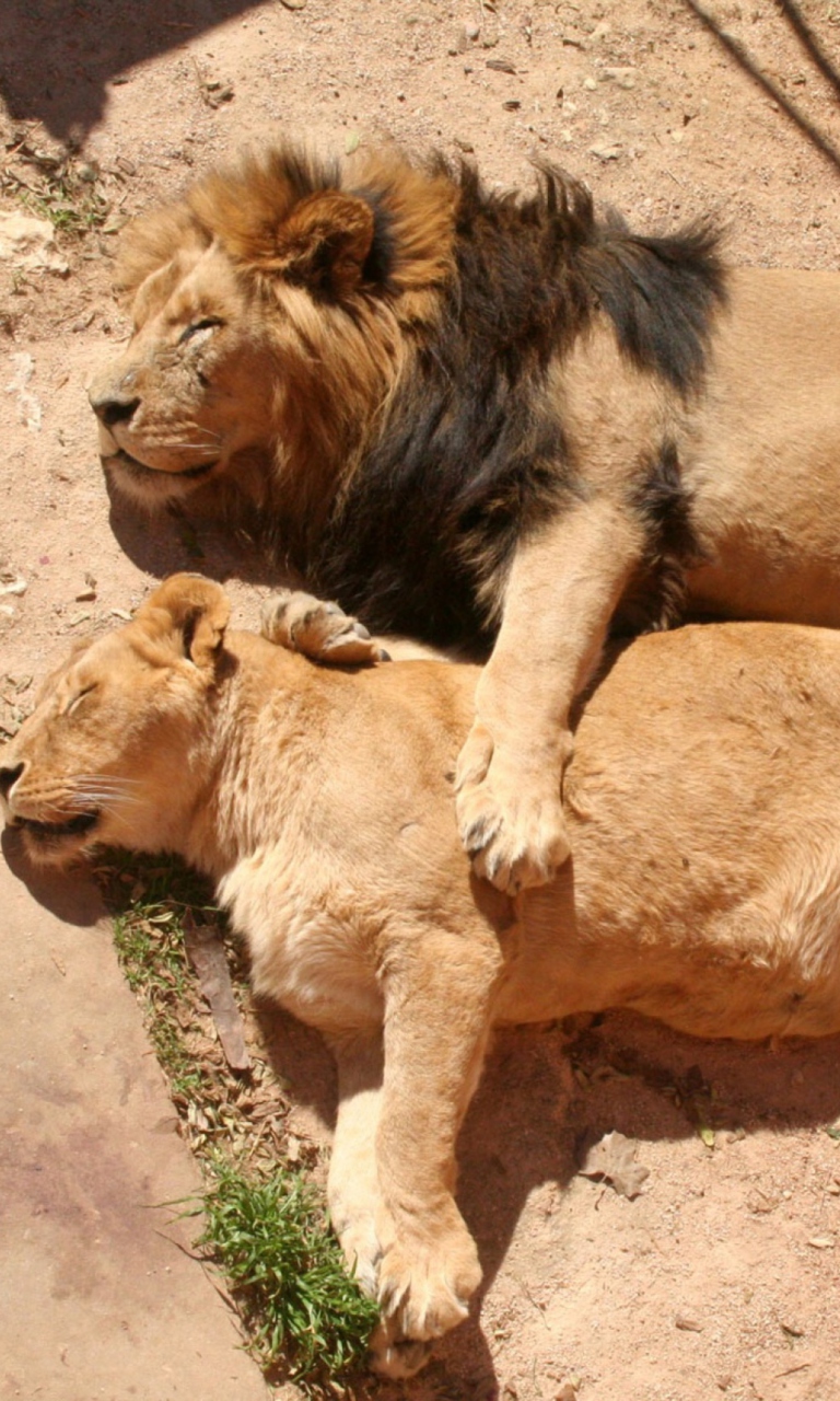 Das Lion Couple Wallpaper 768x1280