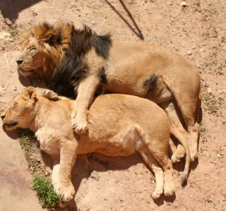 Lion Couple sfondi gratuiti per 1024x1024