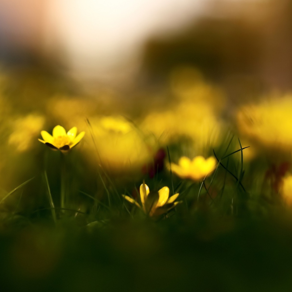 Screenshot №1 pro téma Yellow Flowers Macro 1024x1024