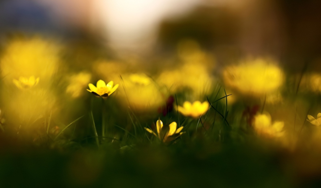 Yellow Flowers Macro screenshot #1 1024x600