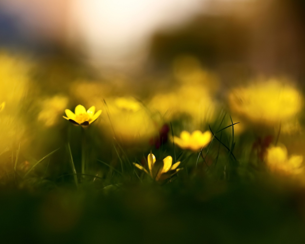 Sfondi Yellow Flowers Macro 1280x1024