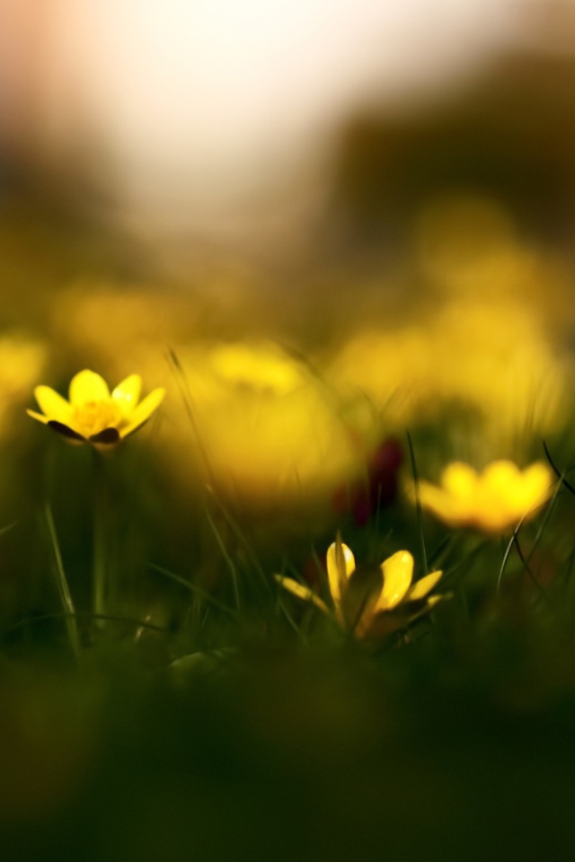 Fondo de pantalla Yellow Flowers Macro 640x960