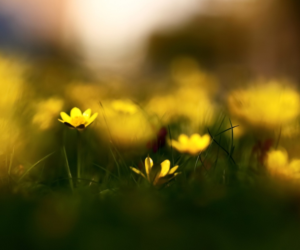 Das Yellow Flowers Macro Wallpaper 960x800