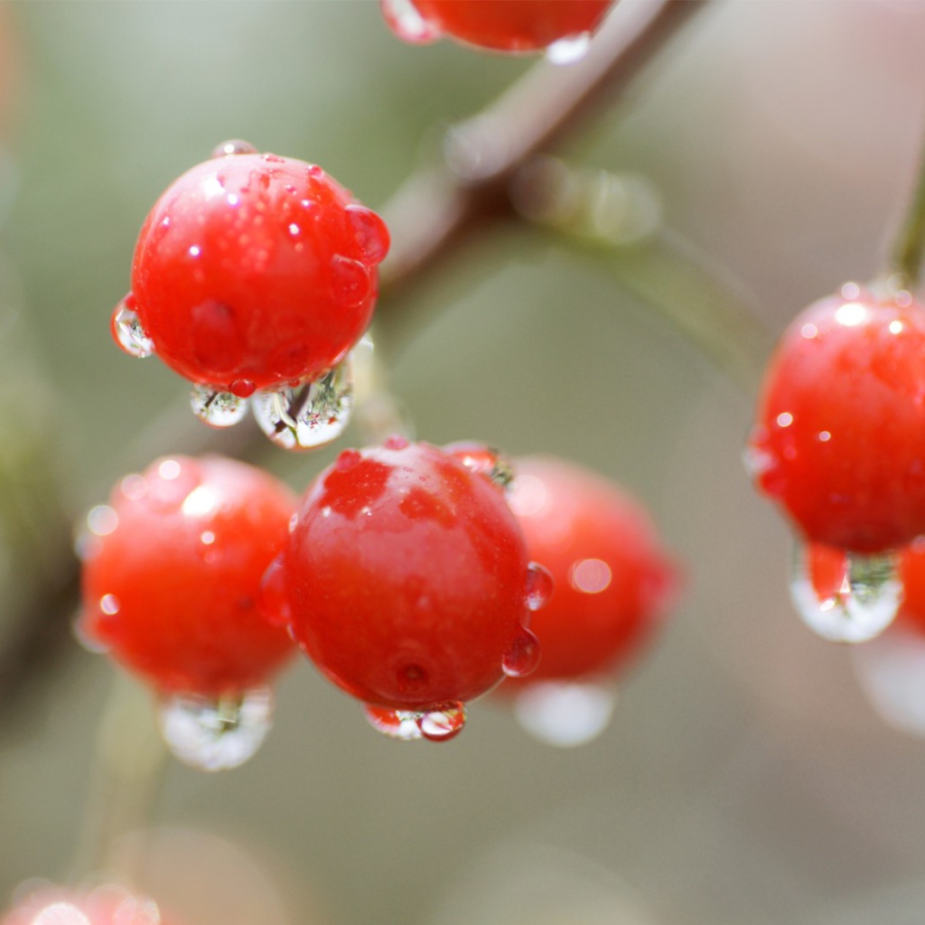 Sfondi Waterdrops On Cherries 1024x1024