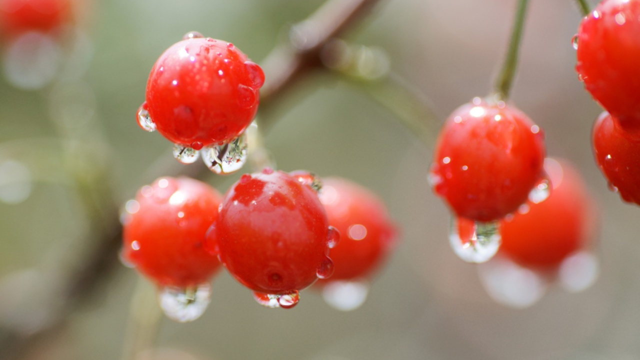 Sfondi Waterdrops On Cherries 1280x720