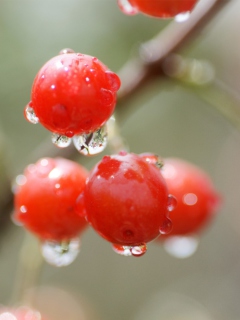 Обои Waterdrops On Cherries 240x320