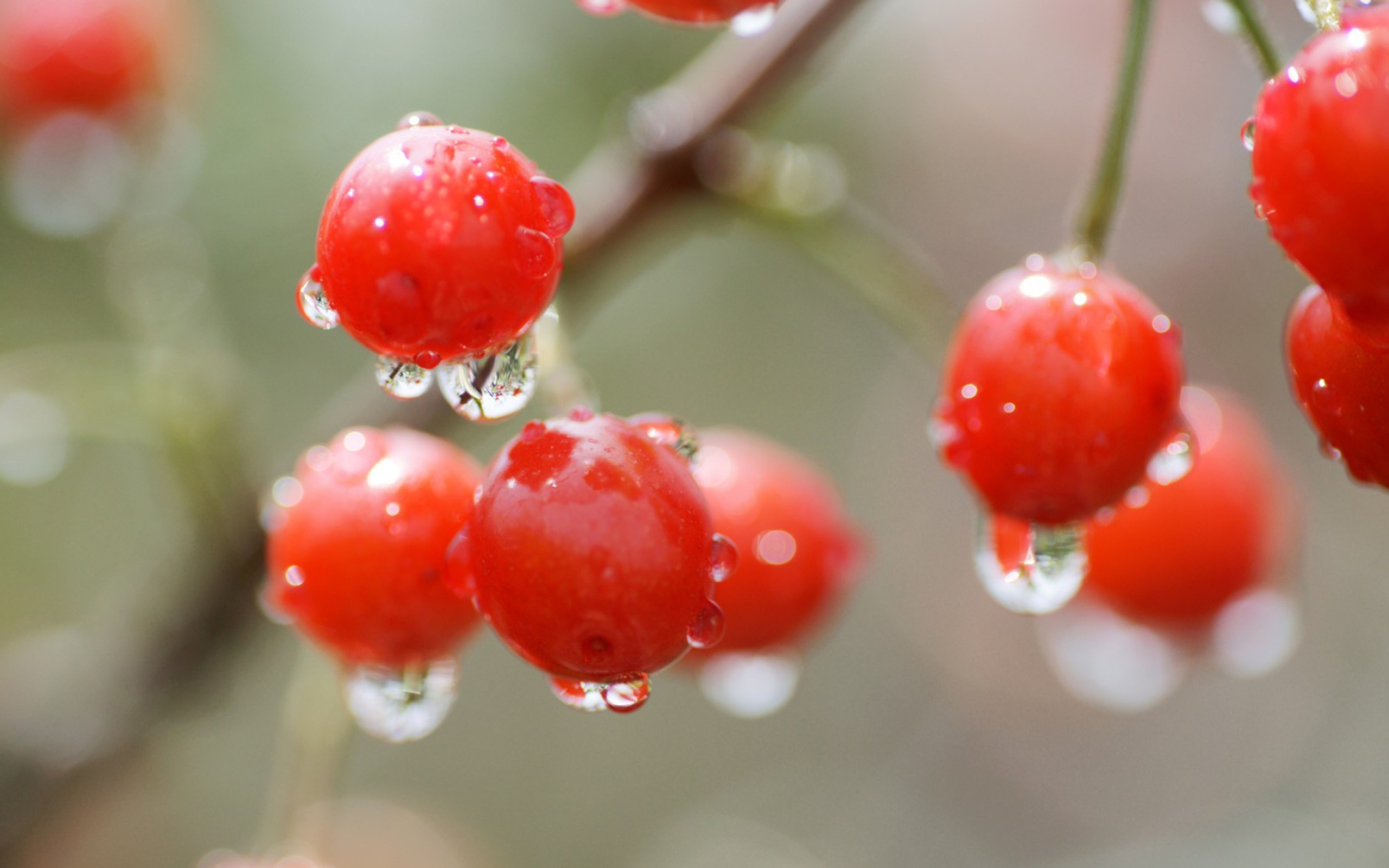 Waterdrops On Cherries wallpaper 2560x1600