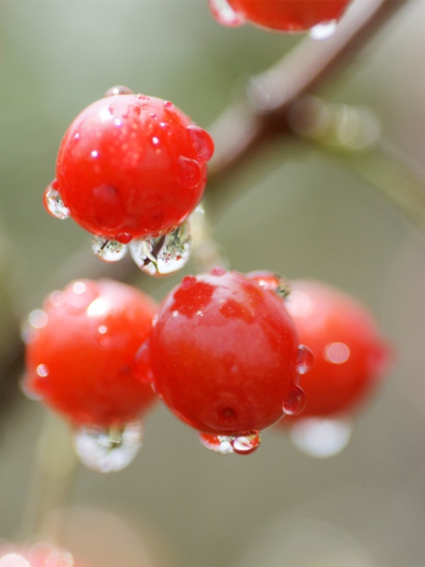 Обои Waterdrops On Cherries 480x640