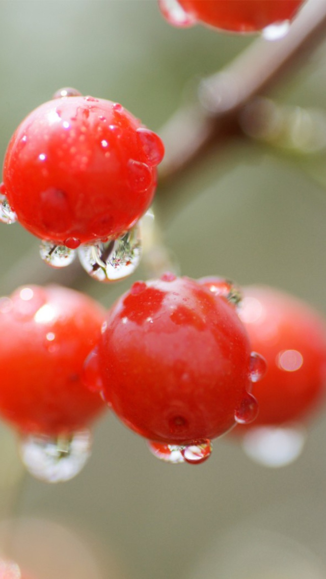 Sfondi Waterdrops On Cherries 640x1136
