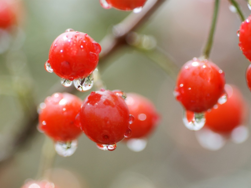 Waterdrops On Cherries screenshot #1 800x600