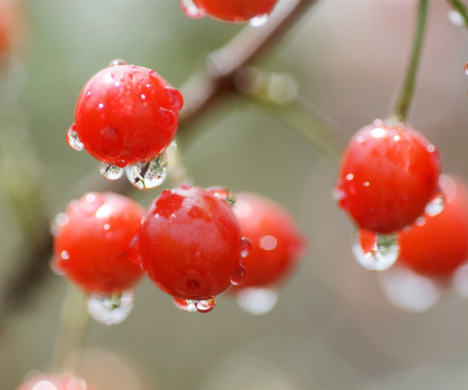 Waterdrops On Cherries screenshot #1 960x800